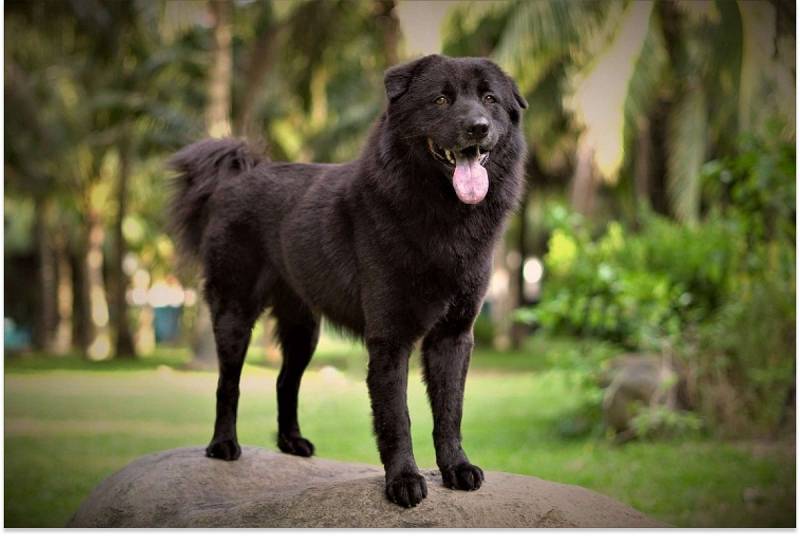 Số Đề Con Chó Lớn - Giải Mã Giấc Mơ Và Con Số May Mắn 4 Chó trong phong thủy và con số may mắn