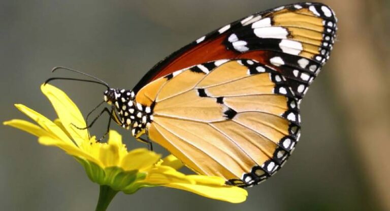 Số Đề Con Bướm – Giải Mã Con Số May Mắn Trong Lô Đề 41 So De Con Buom – Giai Ma Con So May Man Trong Lo De