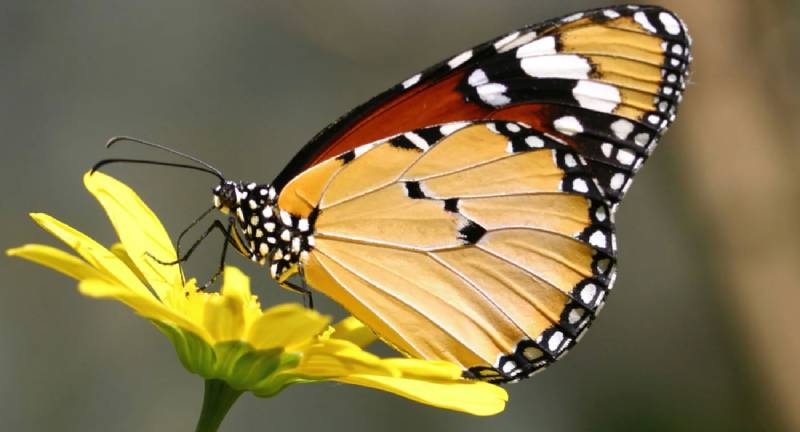 So De Con Buom – Giai Ma Con So May Man Trong Lo De