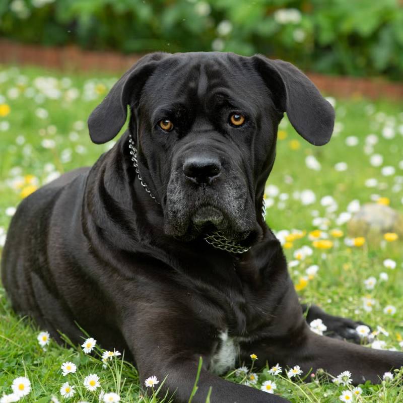 Số Đề Con Chó Lớn - Giải Mã Giấc Mơ Và Con Số May Mắn 3 Số đề con chó lớn và các con số liên quan